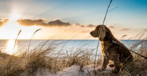 Dog-friendly holiday cottages in Southwold