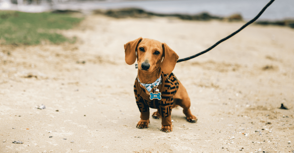 Southwold Sausage Dog Walk | Durrants Holiday Cottages